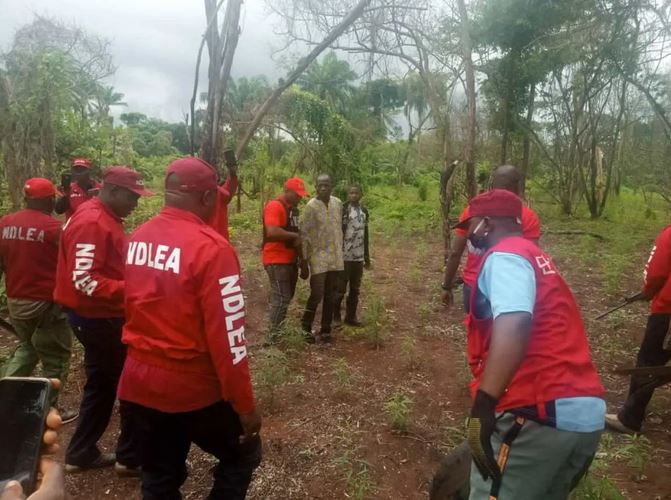 NDLEA Seizes 788.8kg of Drugs, Arrests 274 Peddlers in Cross River State