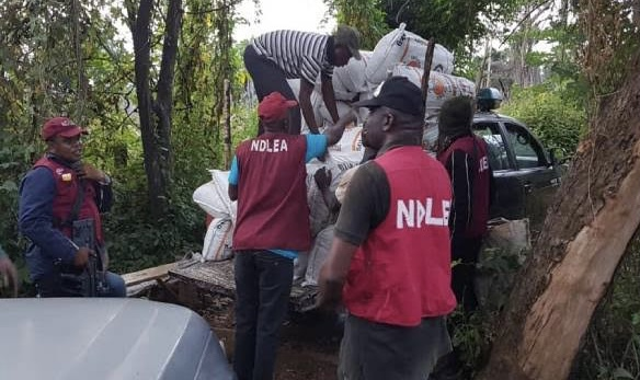 NDLEA Seizes 788.8kg of Drugs, Arrests 274 Peddlers in Cross River State