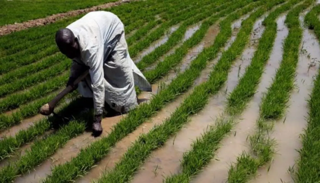 Farmer (News Central TV)