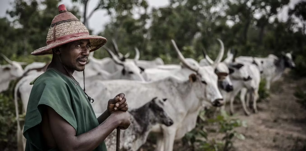 Cattle Herder in Nigeria(News Central TV)
