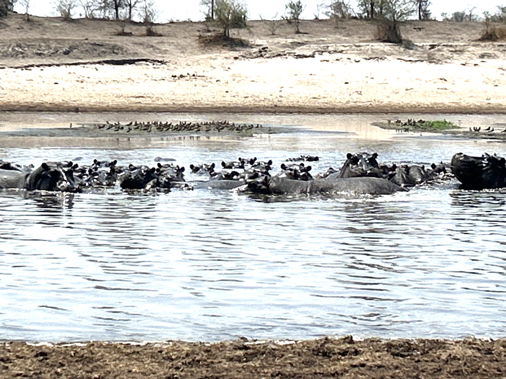 Five Hippos Die in Namibia as Drought Crisis Worsens