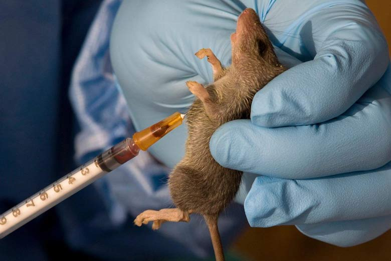 NCDC Confirms Nine New Lassa Fever Cases in Nigeria's Ondo, Edo States