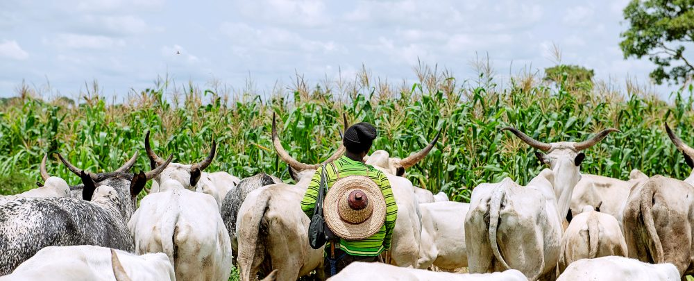 Herders-Farmers Clash Claims Lives in Adamawa State 