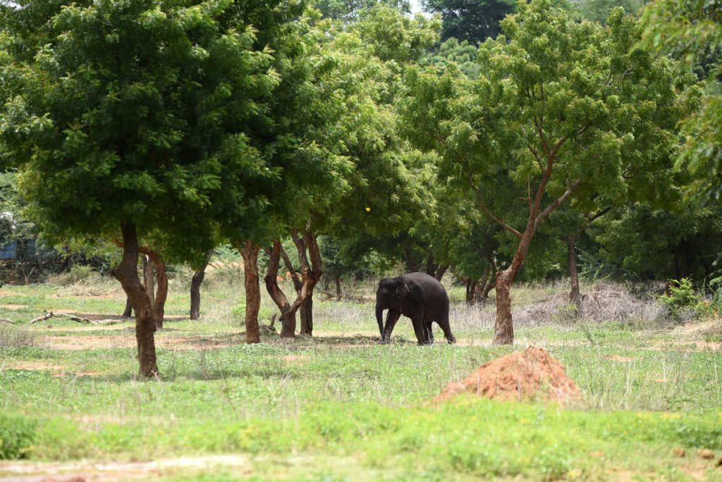 Trees Help Fight Climate Change by Absorbing Methane, Study Shows