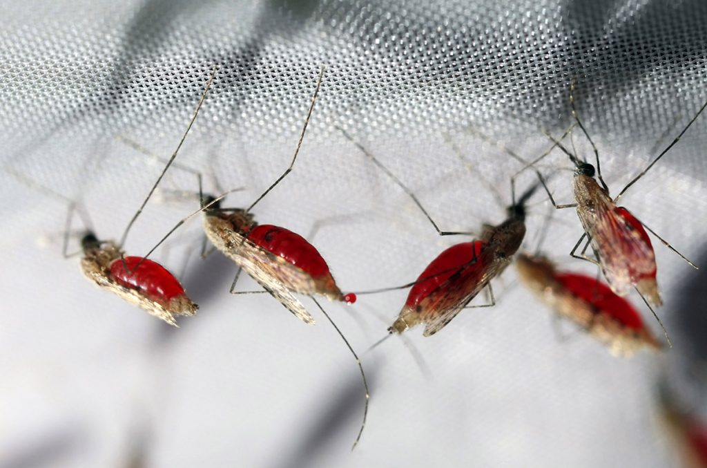 Malaria is one of the leading causes of death among African children