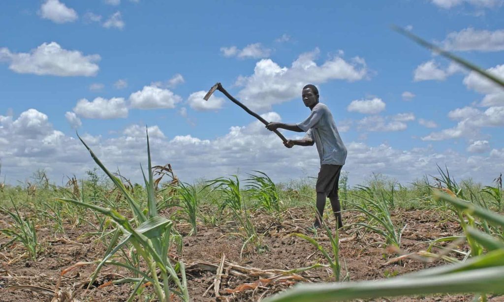 Mozambique_farming (News Central TV)